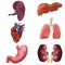 Realistic Detailed 3d Human Internal Organs Set. Vector
