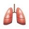 Realistic Detailed 3d Human Lungs Internal Organ. Vector