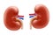 Realistic Detailed 3d Kidney. Human Internal Organs. Part of Body for Science Anatomy, Biology and Medicine. Vector illustration,