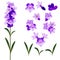 Realistic Detailed 3d Lavender Flowers Set. Vector