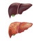 Realistic Detailed 3d Liver Human Internal Organs. Vector