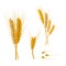 Realistic Detailed Color Wheat Ear. Vector