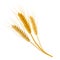 Realistic Detailed Color Wheat Ear. Vector