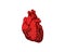 Realistic Detailed Human Anatomy Heart Closeup View Cardiovascular Organ a Body Medical Health Care Concept Symbol.