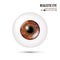 Realistic Detailed Human Eyeball. Vector Illustration