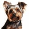 Realistic Digital Painting Of A Yorkshire Terrier Dog