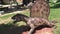 Realistic Dimetrodon dinosaur in dino park