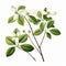 Realistic Dogwood Flower With Green Leaves On White Background