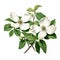 Realistic Dogwood Flower Illustration On White Background