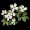 Realistic Dogwood Flowers: Detailed Illustrations On Black