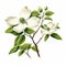 Realistic Dogwood Tree Illustration With White Flowers