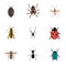 Realistic Dor, Ladybird, Tarantula And Other Vector Elements. Set Of Bug Realistic Symbols Also Includes Spinner, Beetle