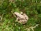 Realistic drawing of the European common frog Rana temporaria in a forest