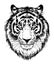 Realistic drawn face of a tiger, vector illustration. Muzzle, portrait of a tiger - black and white graphic, print