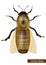 Realistic Drone bee on white background. Western Honey Bee or European Honey Bee worker Apis mellifera