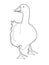 Realistic duck goose illustration drawing illustration drawing drawing coloring drawing illustration