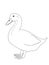 Realistic duck goose illustration drawing illustration drawing drawing coloring drawing illustration