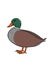 realistic duck illustration drawing illustration drawing drawing coloring drawing illustration