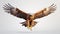 Realistic eagle flying with majesty and befitting a king of birds on a white background,8K