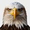 Realistic Eagle Head Desktop Image: Hyper-detailed And Simplified Stylized Portraits