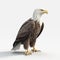 Realistic Eagle In Pixar Style On White Background In 8k Uhd