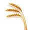 Realistic ears of wheat isolated, agriculture, natural product