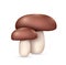 Realistic edible mushroom. Porcini isolated. Mushroom forest seasonal meal. Vegan protein ingredient