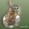 Realistic european rabbit, isolated, on a green background