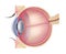 Realistic eye anatomy. Medical detailed illustration of eye layer structure muscules retina layout decent vector