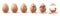 Realistic farm chicken egg broken, hatching chick stages. Cracked eggs with eggshell pieces. 3d fragile egg break in