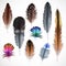 Realistic Feathers Set