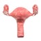 Realistic female uterus, 3D rendering