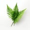 Realistic Fern Leaf Photography On White Table - High Detail, Hyper Quality, Hd