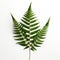 Realistic Fern Leaf On White Background - High Detail Uhd Image
