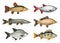Realistic fish. River swimming water fresh fishes herring bass salmon decent vector pictures set isolated