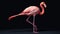 Realistic Flamingo Sitting On Black Background