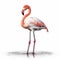 Realistic Flamingo Standing In Water