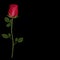 Realistic flower of red rose isolated on black background with copy space