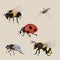Realistic flying insects a collection