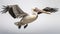 Realistic Flying Pelican Image With High-key Lighting