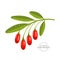 Realistic fresh goji berry vector illustration.