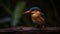 Realistic Frog Photography Of Madagascan Pygmy Kingfisher