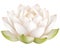 Realistic, full-color rendering of a lotus flower with soft white and pale green hues. Transparent background