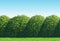 Realistic Garden Hedge with Blue Skies and Green Grass. Perfect for Landscaping Designs.