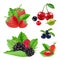 Realistic garden and wild berries. Blackberry, raspberry, blueberry, cherry vector collection