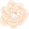 Realistic gardenia flower template in pastel cream color. Vector illustration