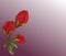 Realistic Geranium flower background