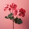 Realistic Geranium: Minimalistic Composition Of Red Flowers On Pink Background