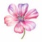 Realistic Geranium Watercolor Clipart With Pink Daisy Flower Head