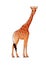 Realistic giraffe isolated